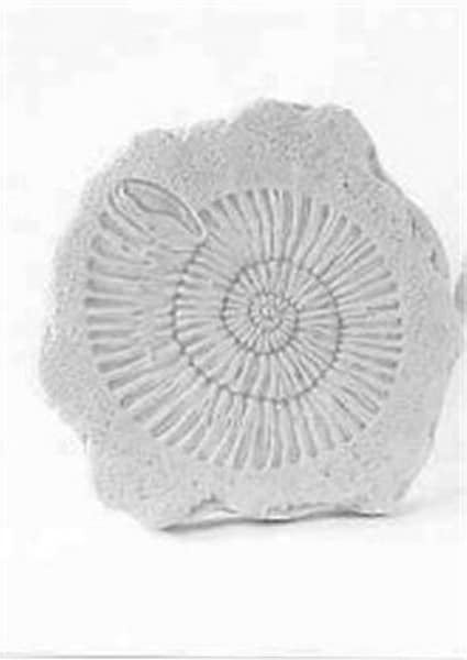 Ammonite Stepstone - Image 2
