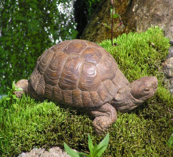 Box Turtle