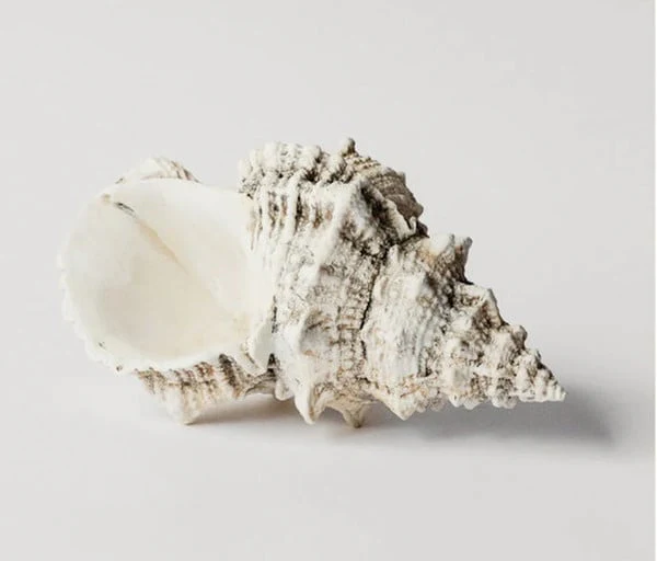 Bursa Wedding Shell Plaster Sculpture - Image 3