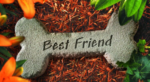 Dog Bone With Best Friend