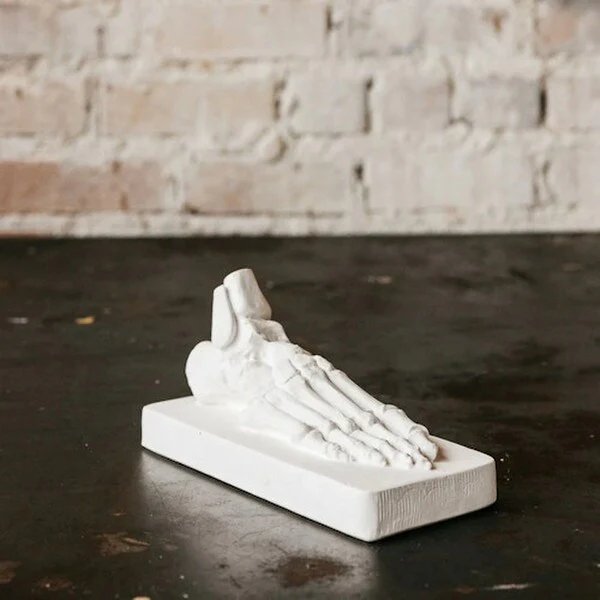 Drawing Study Casting Plaster Skeletal Foot - Image 2