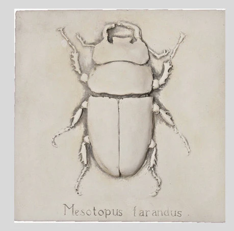 Entomology Stag Beetle Study Wall Plaque Sculpture