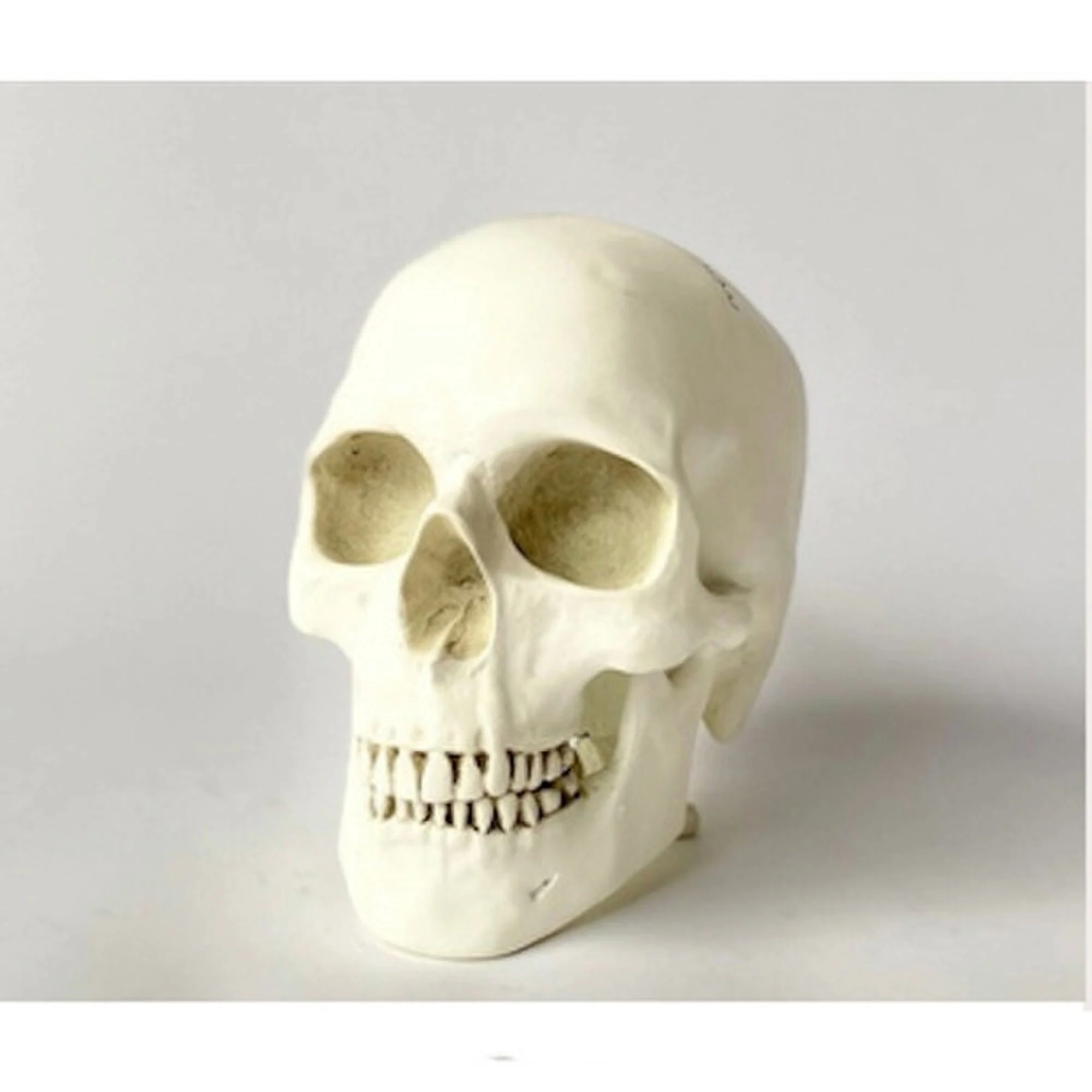 Human Skull Reproduction Sculpture - Image 5
