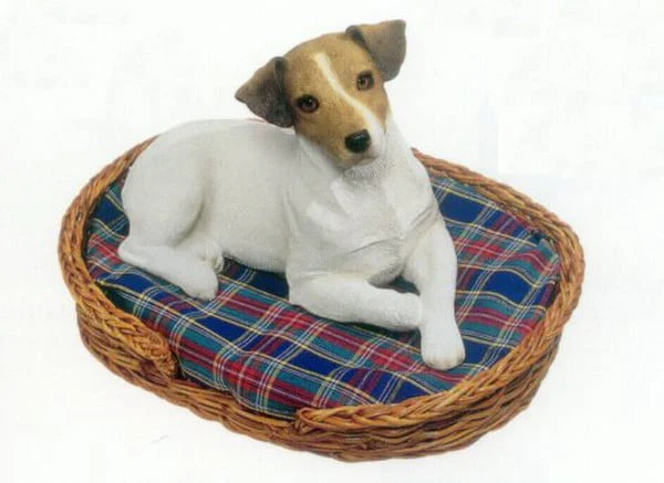 Jack Russell Terrier Smooth Wht/brn Dog