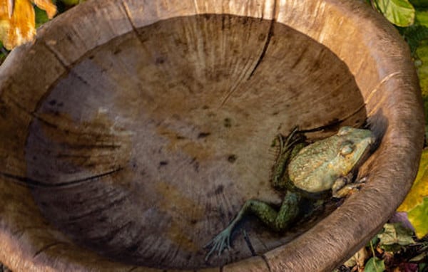 Mushroom Cement Birdbath with Frog - Image 3