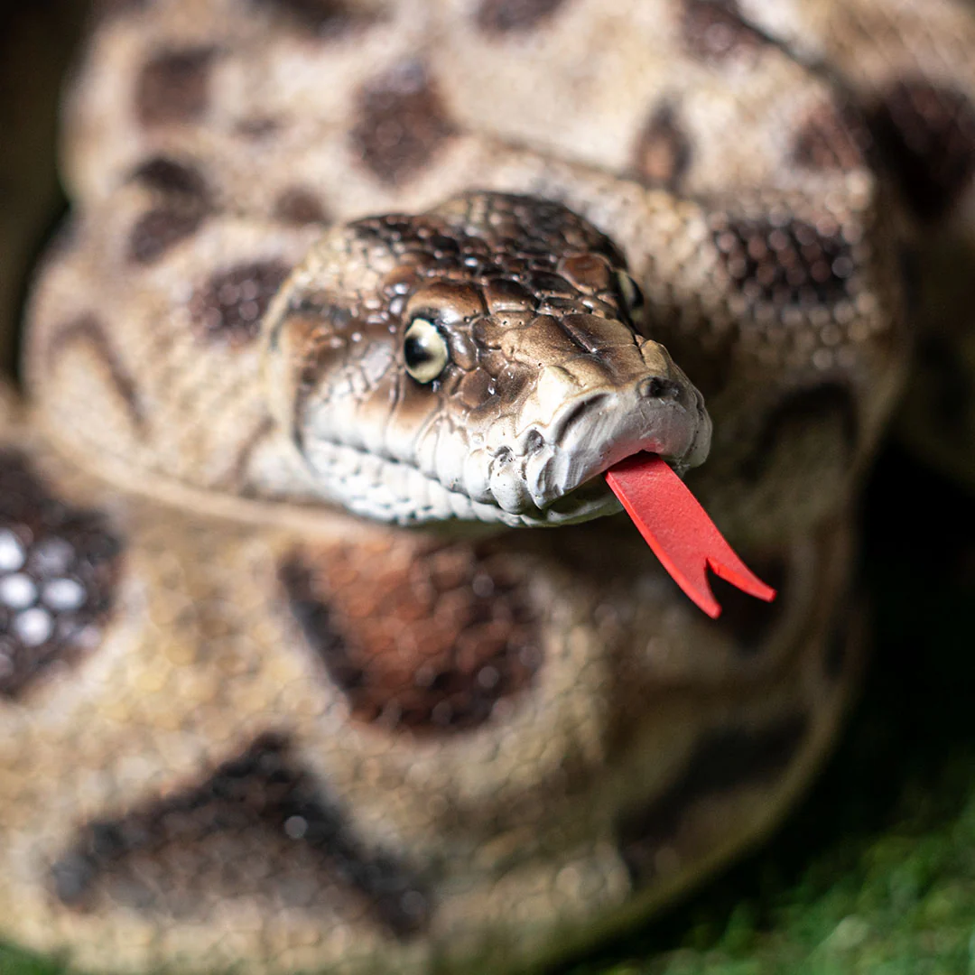 Realistic Boa Constrictor Snake Statue - Image 7