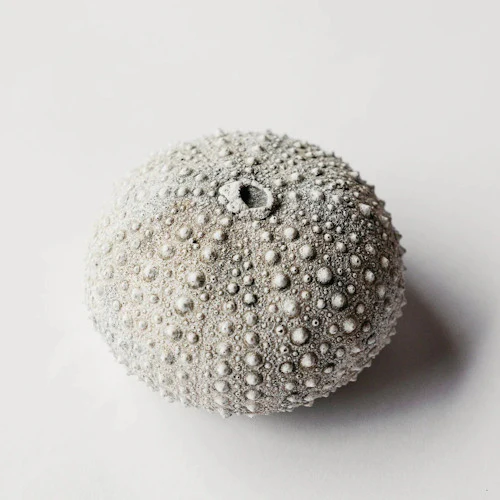 Sea Urchin Cast from Skeleton Sculpture