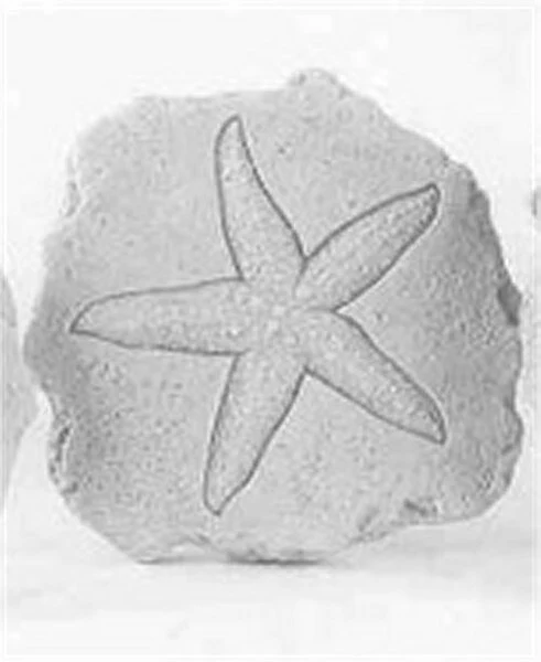Starfish Stepstone - Image 2