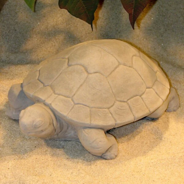 Water Turtle